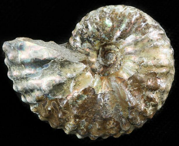 Hoploscaphites (Jeletzkytes) Ammonite Cluster- South Dakota #46872